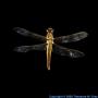 Hydrogen Dragonfly