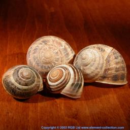  Snail shells