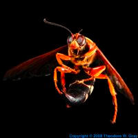 Carbon Cicada killer