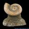 Sulfur Pyritized Ammonite